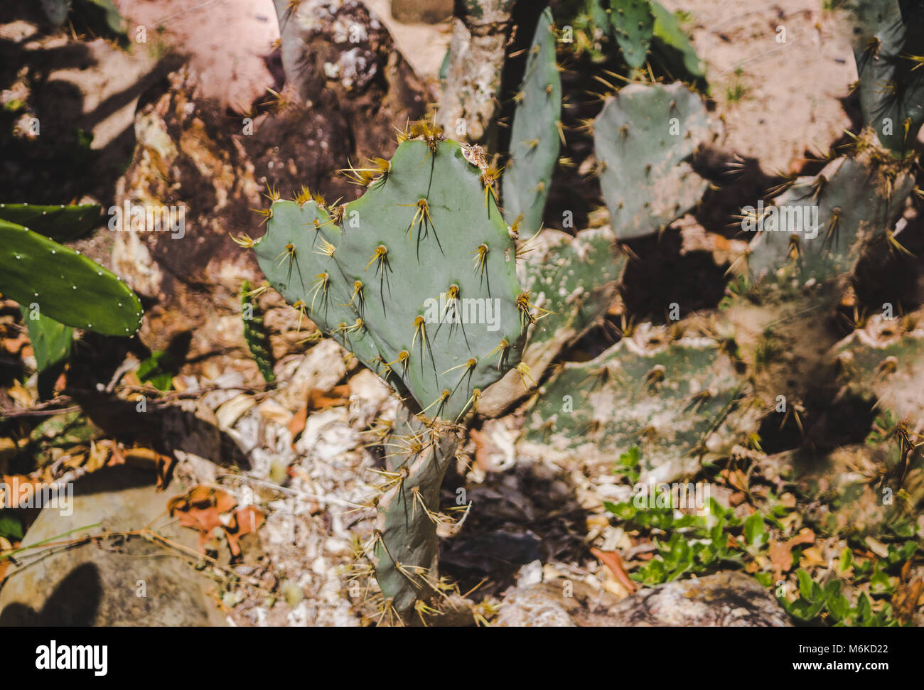 Grünen Kaktus mit gelben Stacheln in der Wüste Stockfoto