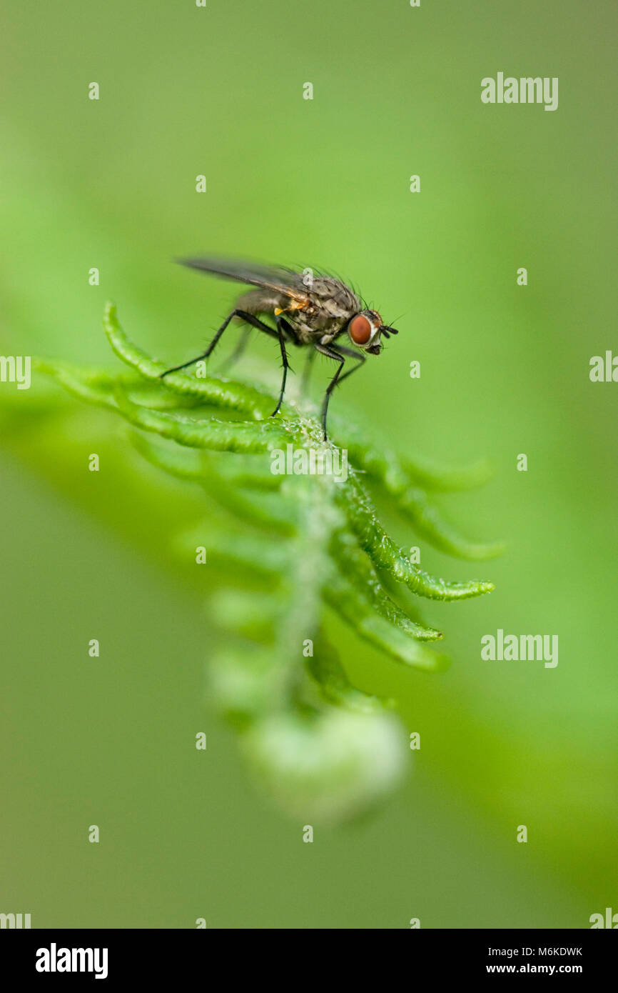 Gemeinsame Haus-fly (Musca domestica) ruht auf einem bracken Blatt, Derbyshire, Juni Stockfoto