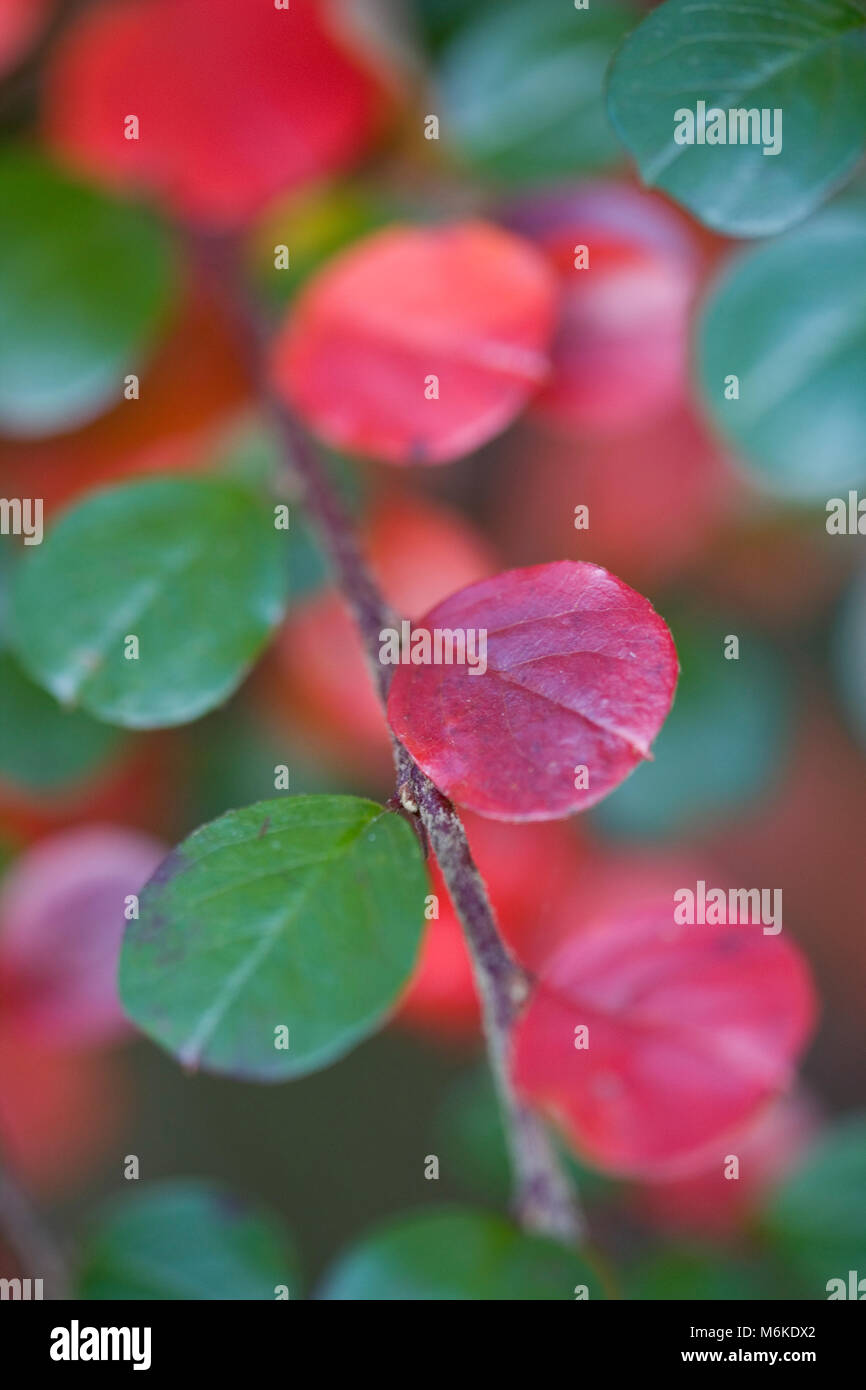 Rote und grüne Blätter der Cotoneaster Pflanze, Herbst Stockfoto
