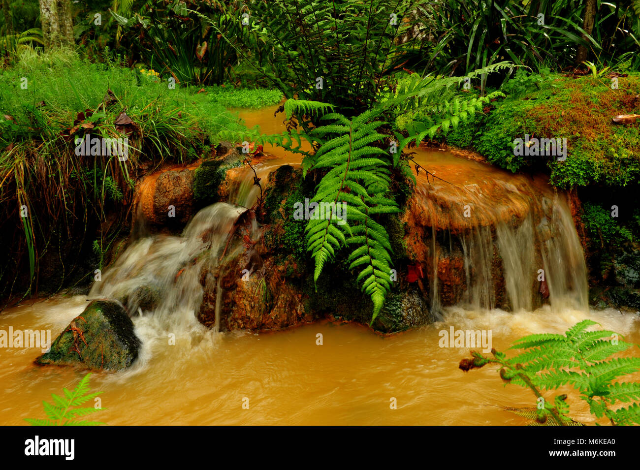 Thermalwasser Little River über Terra Nostra Garden, Furnas-tal, S. Miguel, Azoren. Stockfoto