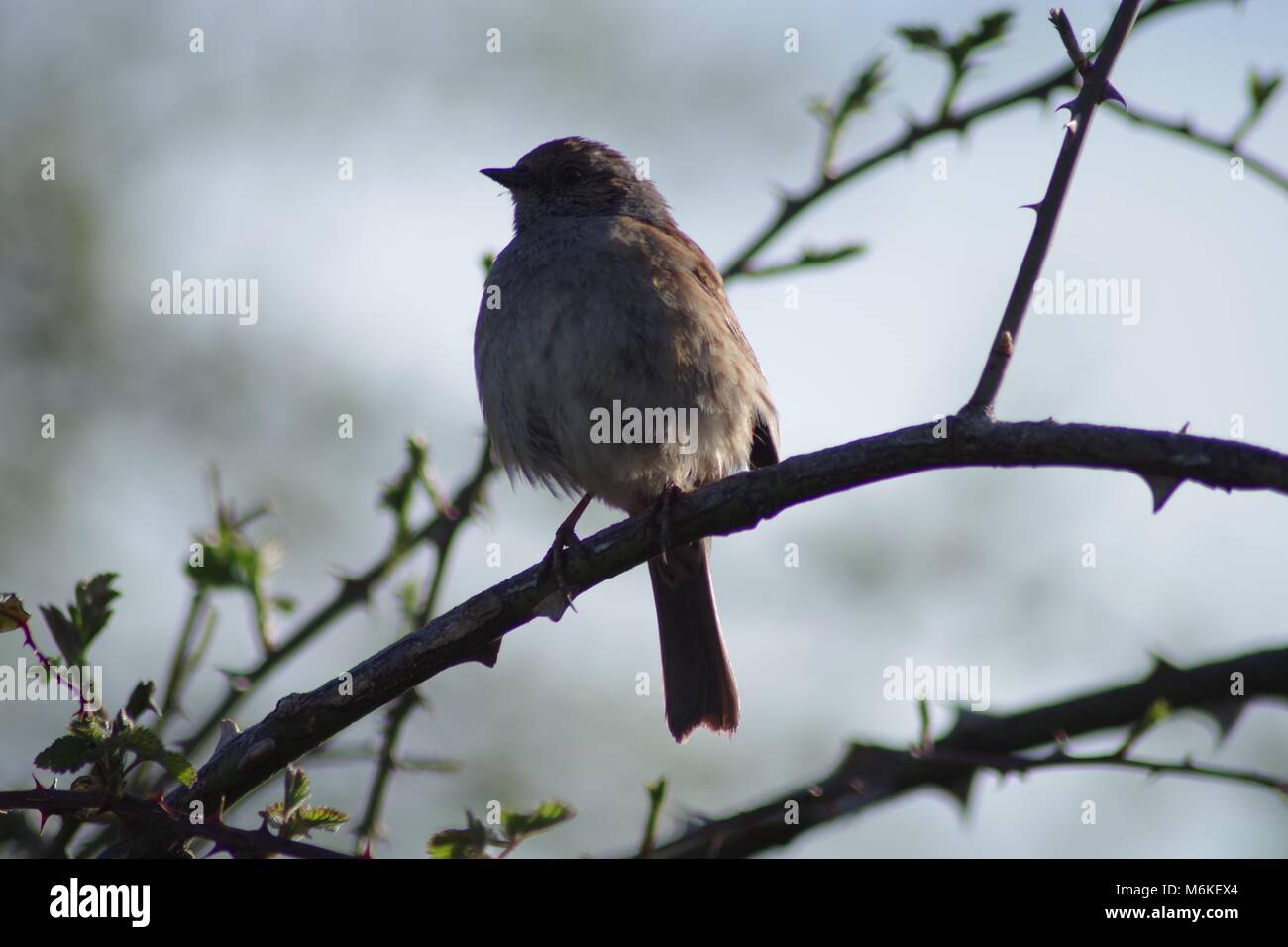 Thront Dunncok (Phasianus colchicus) auf einem Devon Hecke im Frühjahr. Bowling Green Marsh, Bath, Exeter, UK. April, 2016. Stockfoto