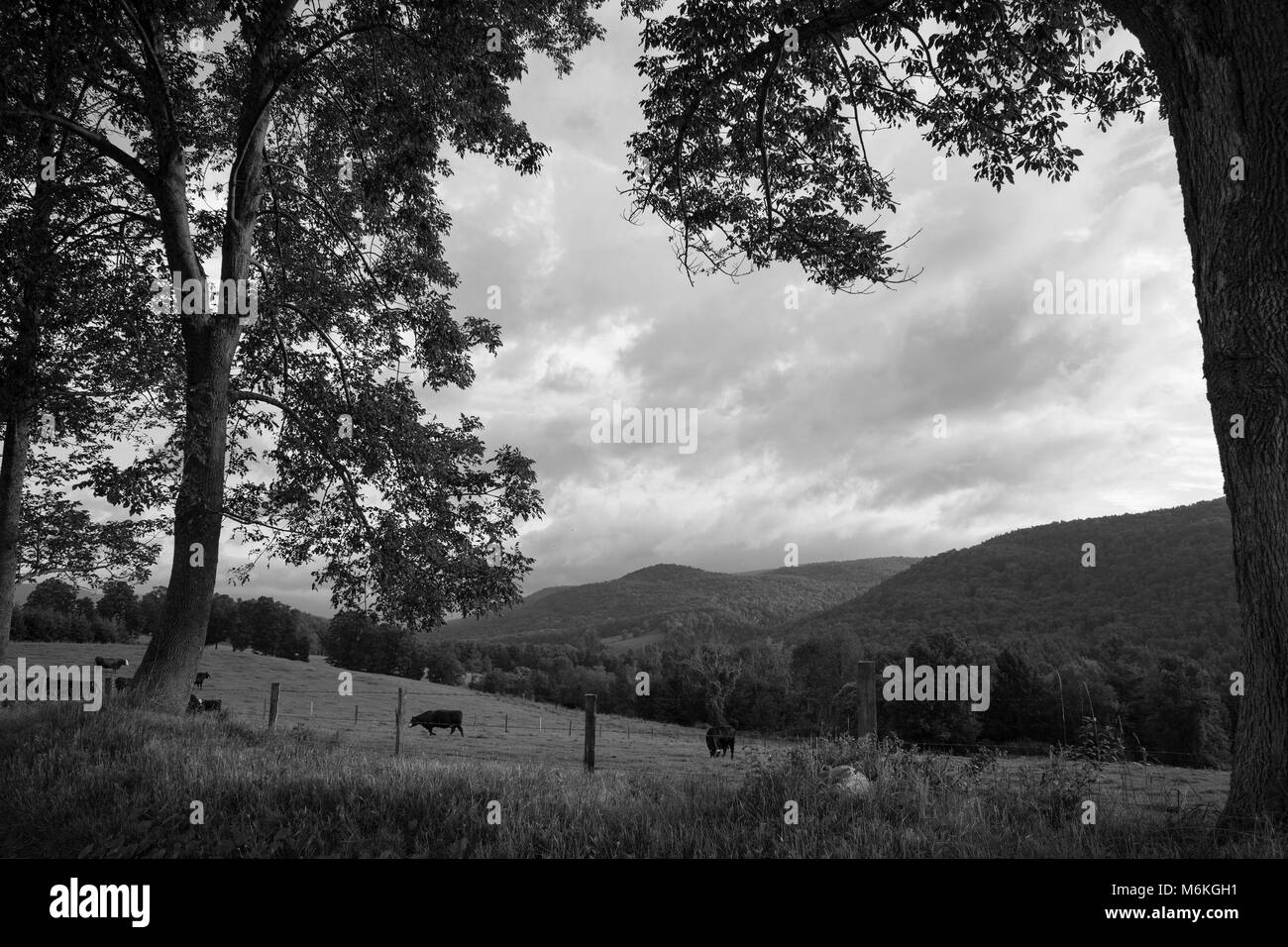 Eine ruhige, ländliche Szene mit Rinder weiden. Stockfoto