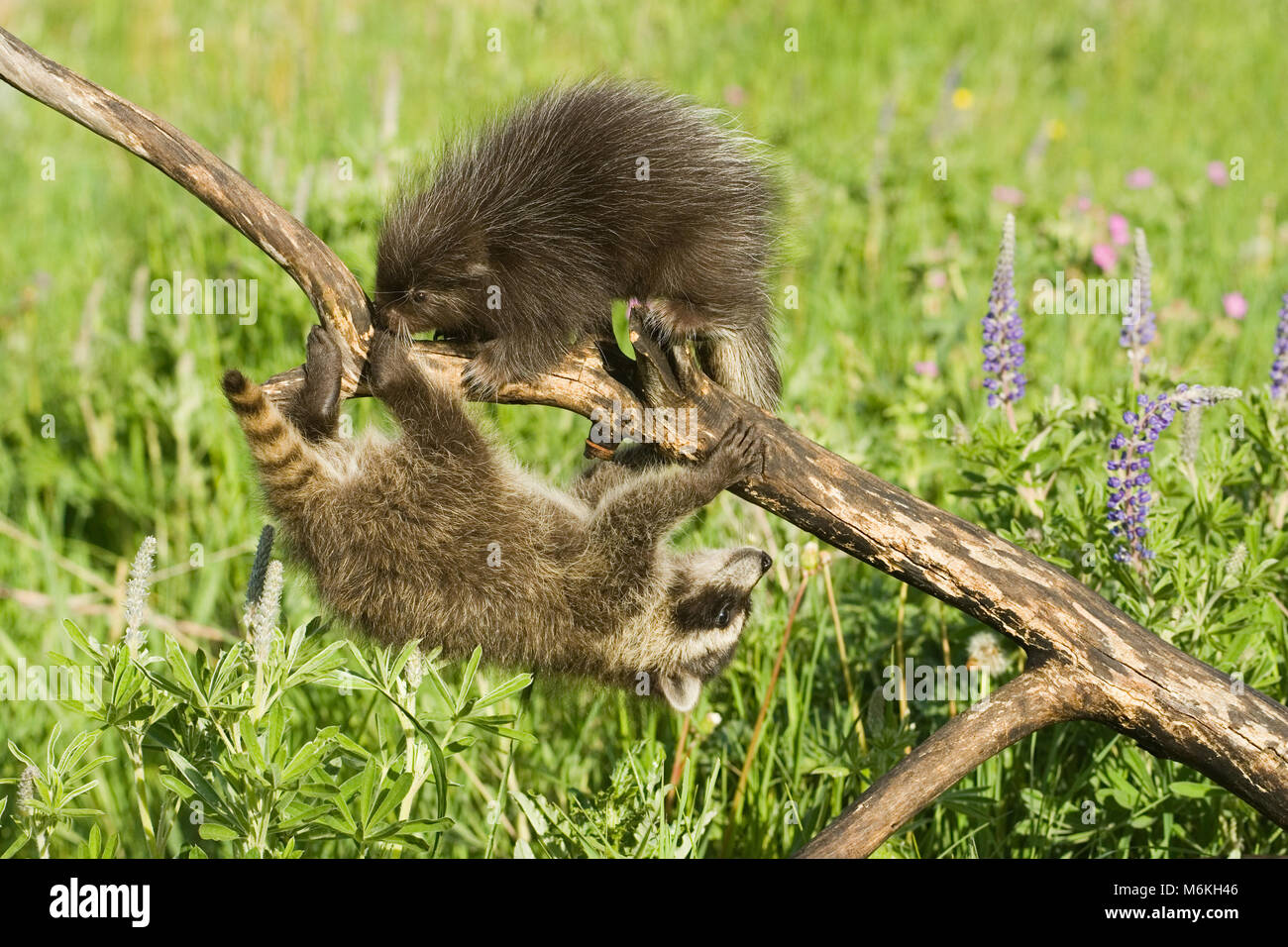 Junge gemeinsame Porcupine treffen junge waschbären auf einem Baumstamm in der Wiese. Stockfoto