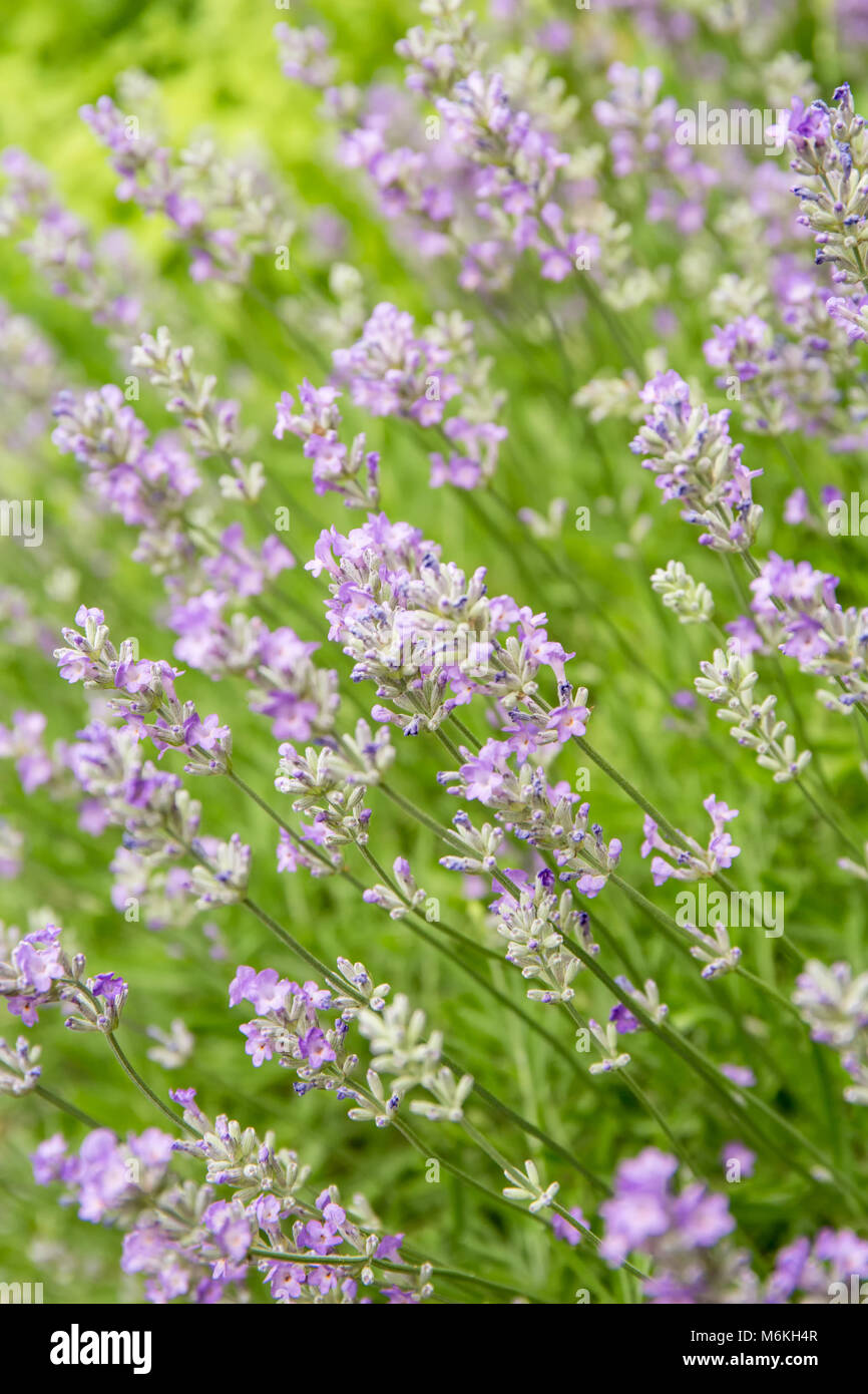 Französischer Lavendel (Lavandula Intermedia) oder Lavandin Stockfoto