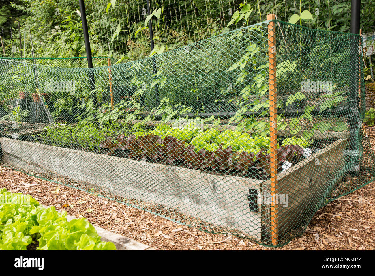 Herausnehmbare Kunststoff Gartenzaun Kaninchen vom Essen der Salat und andere Pflanzen in einer gemeinschaft Garten abzuhalten. Stockfoto