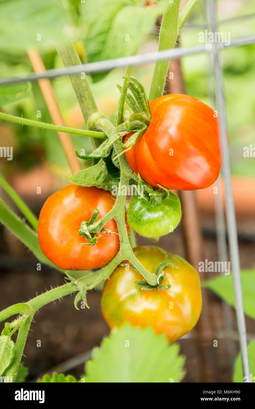 Heirloom Stupice tomate Pflanze, die in einem Käfig. Stockfoto