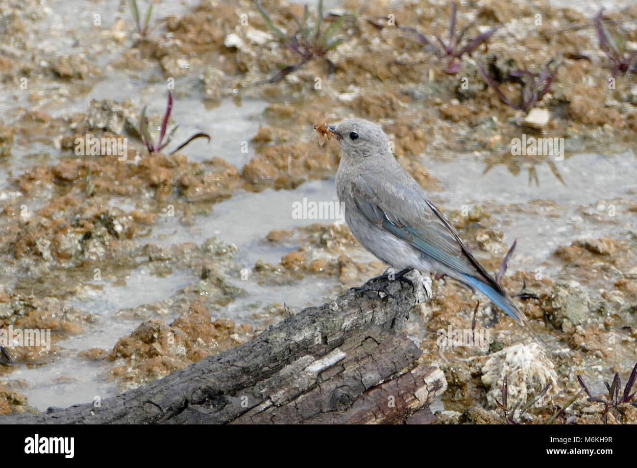 Weibliche mountain Bluebird in West Thumb Geyser Basin. Weibliche mountain Bluebird mit Nahrung für ihre Jungen in den Mund; Stockfoto