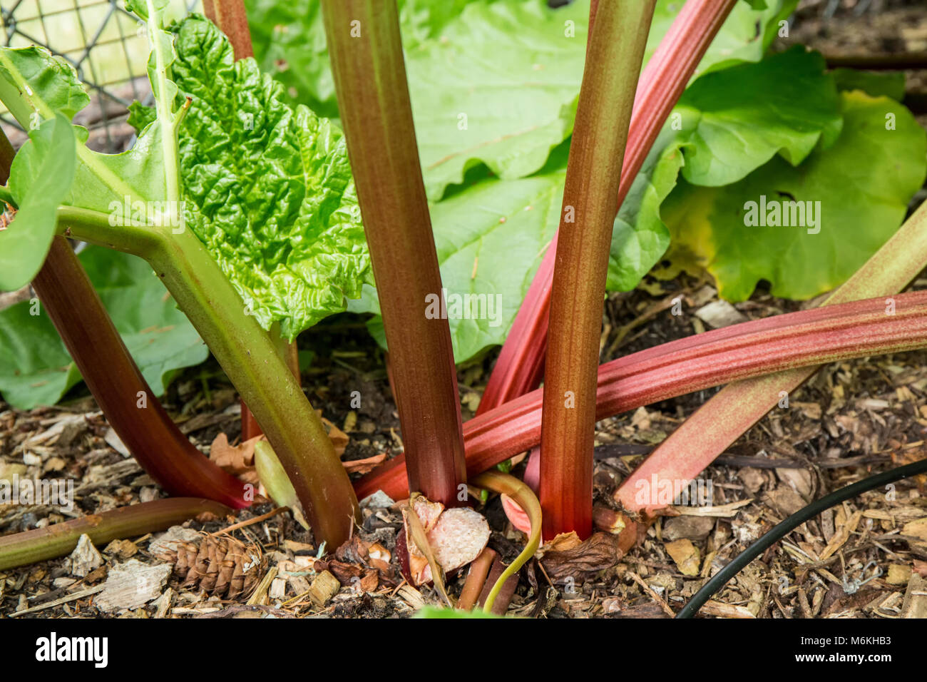 Über-wintered Rhabarber Anlage bereit zu ernten. Stockfoto