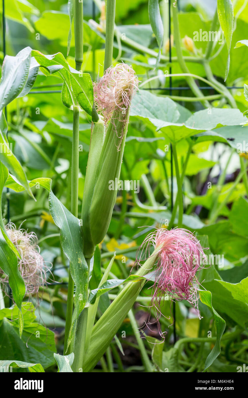 Mais Stiel mit Quasten wachsen in einem Garten Stockfoto