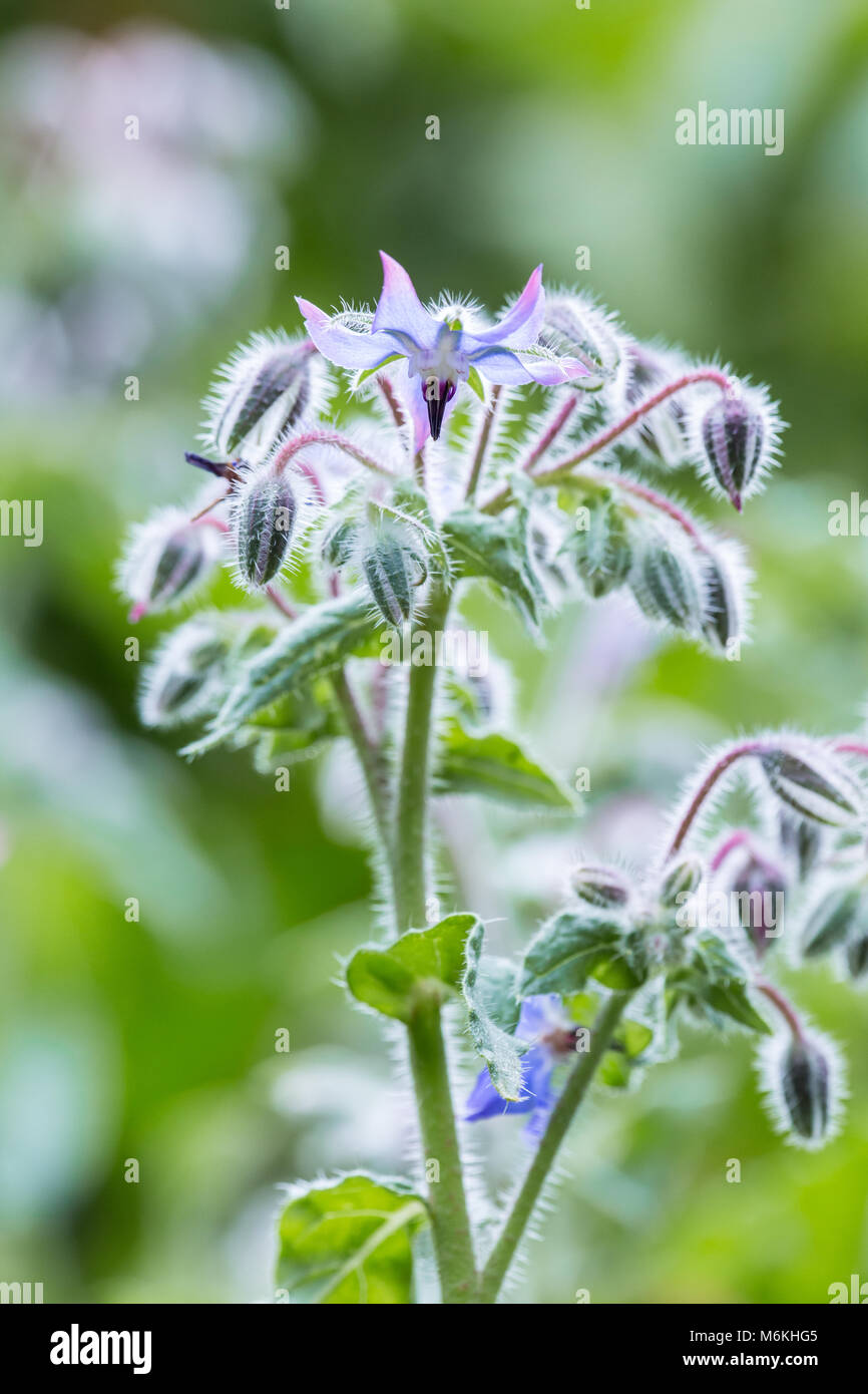 Nahaufnahme des Borretsch, oder Starflower, wachsende als Begleiter in einem Gemüsegarten. Stockfoto