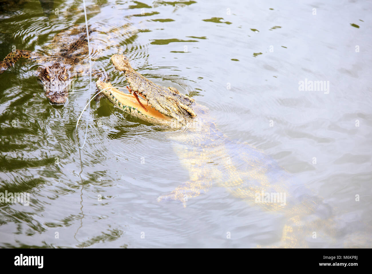 Die Nahaufnahme Krokodil backen oben rippled Teich Wasser fangen Essen vom Seil auf Zucht in Tourist Park in Vietnam. Stockfoto
