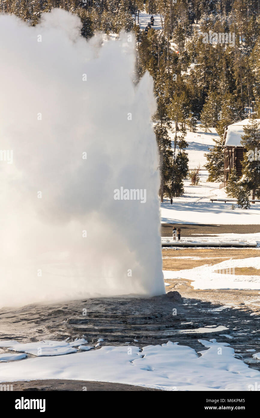Old Faithful Ausbruch aus der Beobachtung (Hochformat). Stockfoto