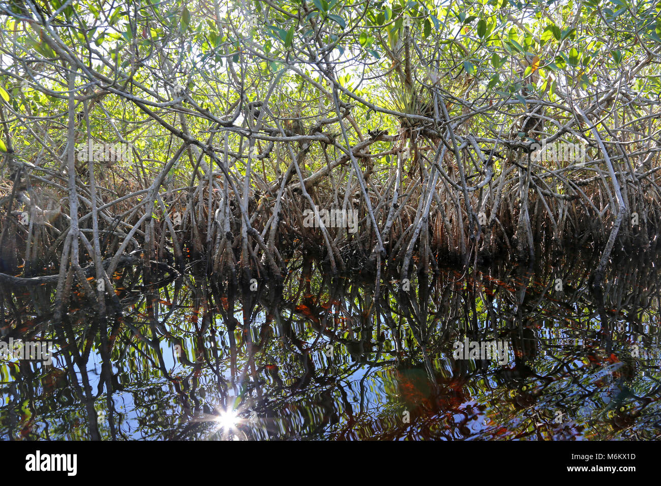 Die Mangroven des Everglades National Park, Florida in einer Wasserstraße von Hell's Bay Trail widerspiegelt. Stockfoto