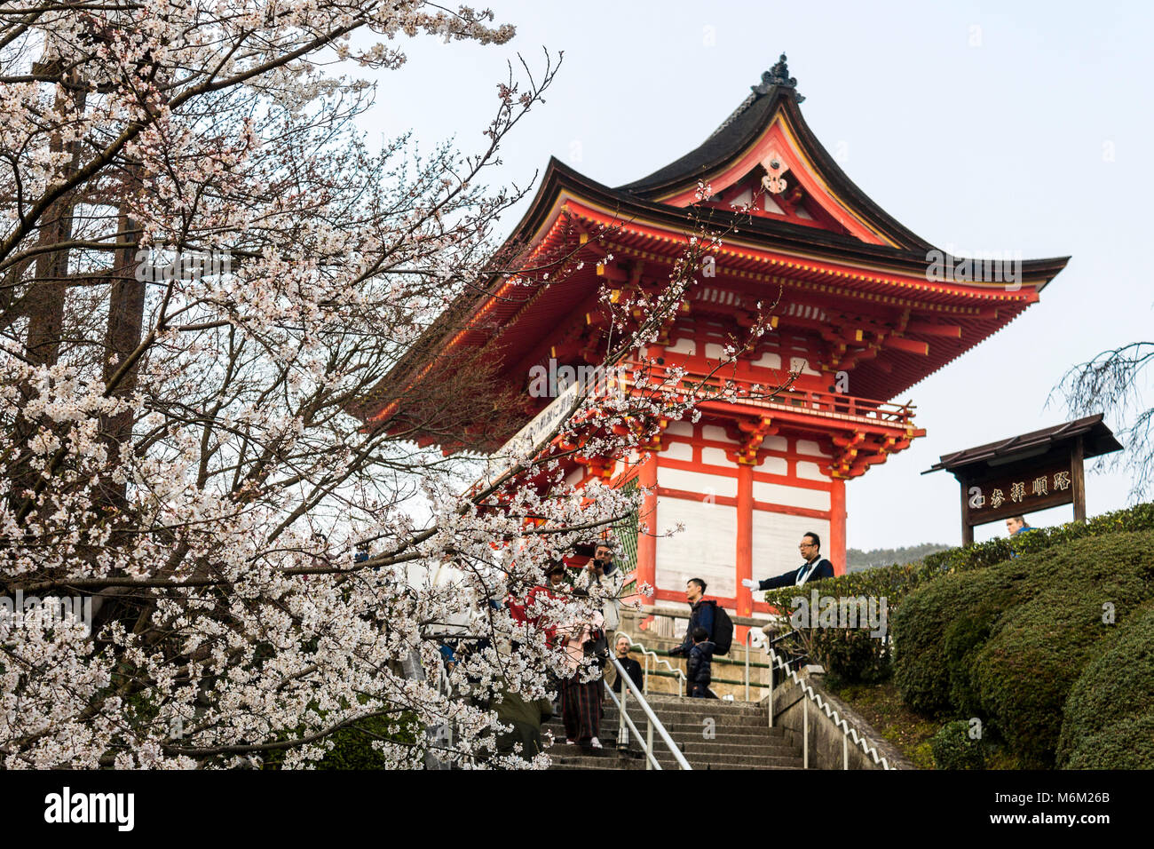 Schöne sakura Kirschblüte während der HANAMI in buddhistischen Kiyomizu-dera Tempel, Kyoto, Japan Stockfoto