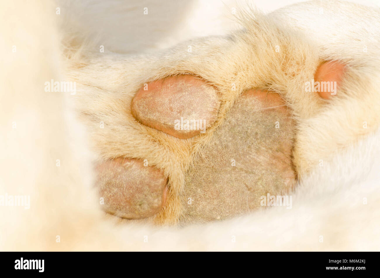 White Lion Paw. Die Big Cat Sanctuary Smarden, Ashford, Kent, Großbritannien Stockfoto