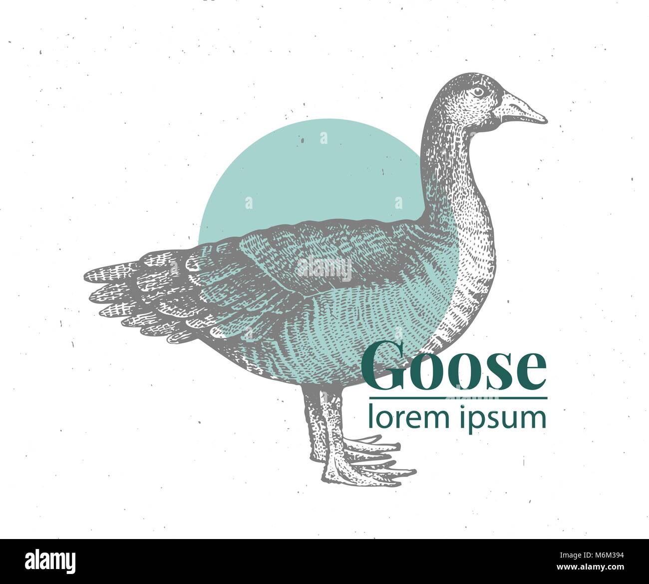 Vektor Hand Gezeichnet Gans Abbildung Vintage Gravur Stil Skizze Farm Animal Zeichnung Duck Logo Vorlage Stock Vektorgrafik Alamy