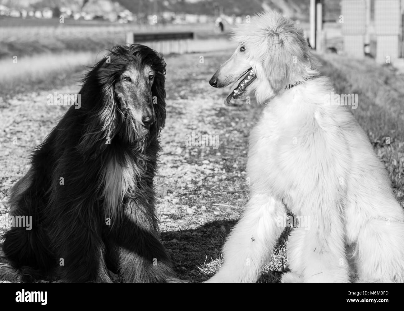 Zwei Afghanische Windhunde. Portrait. Den Afghanischen Windhund ist ein Hund, der durch seine dicken, feinen, seidigen Fell zeichnet sich die Rasse selektiv gezüchtet wurde für seine u Stockfoto