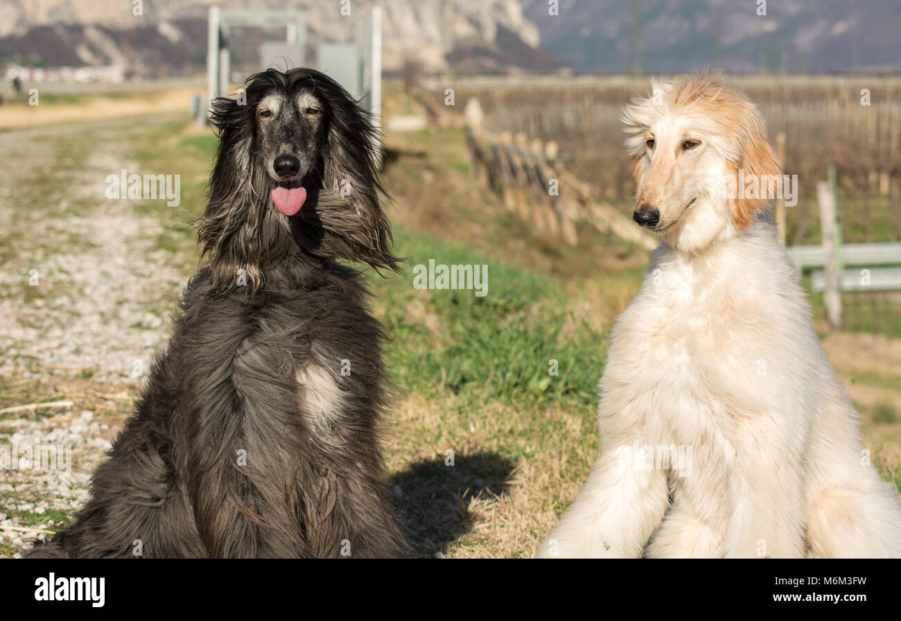 Zwei Afghanische Windhunde. Portrait. Den Afghanischen Windhund ist ein Hund, der durch seine dicken, feinen, seidigen Fell zeichnet sich die Rasse selektiv gezüchtet wurde für seine u Stockfoto