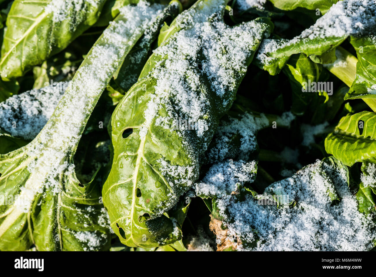 Ein helles Abstauben des Schnees auf spinatblättern Stockfoto
