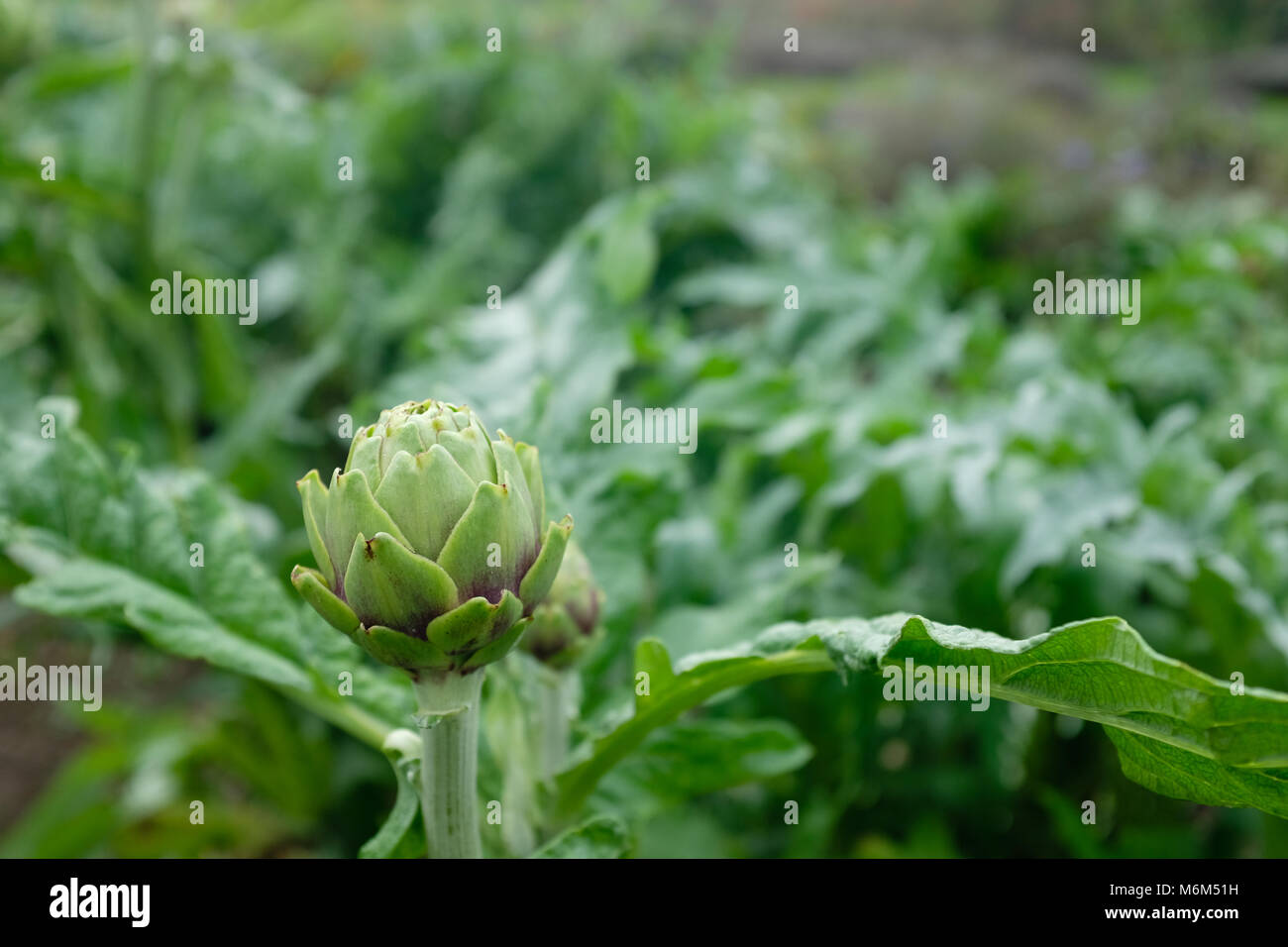 Nahaufnahme von artischocke Kopf Stockfoto