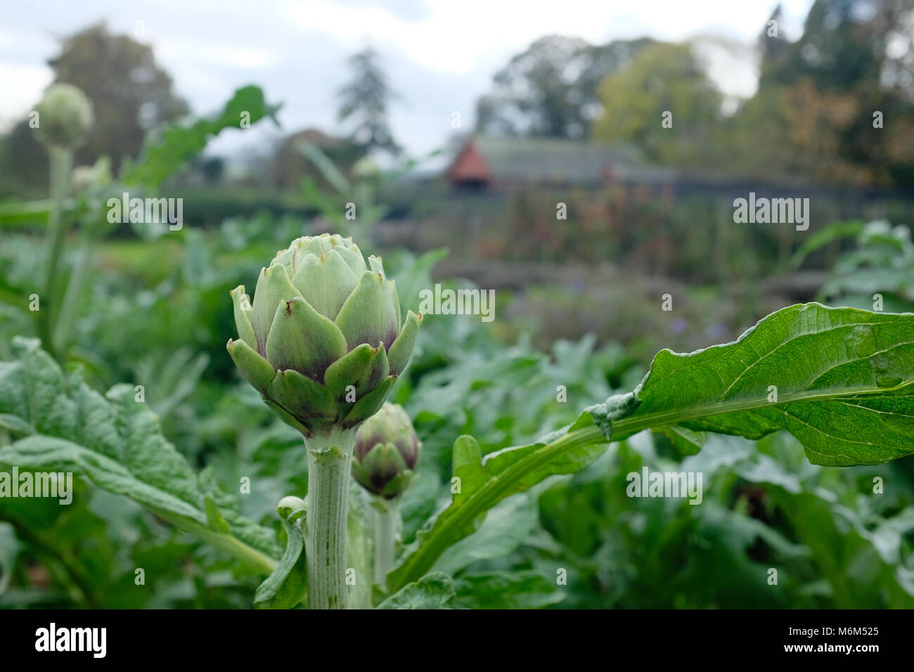 Artischocke wachsen in einem Garten Stockfoto