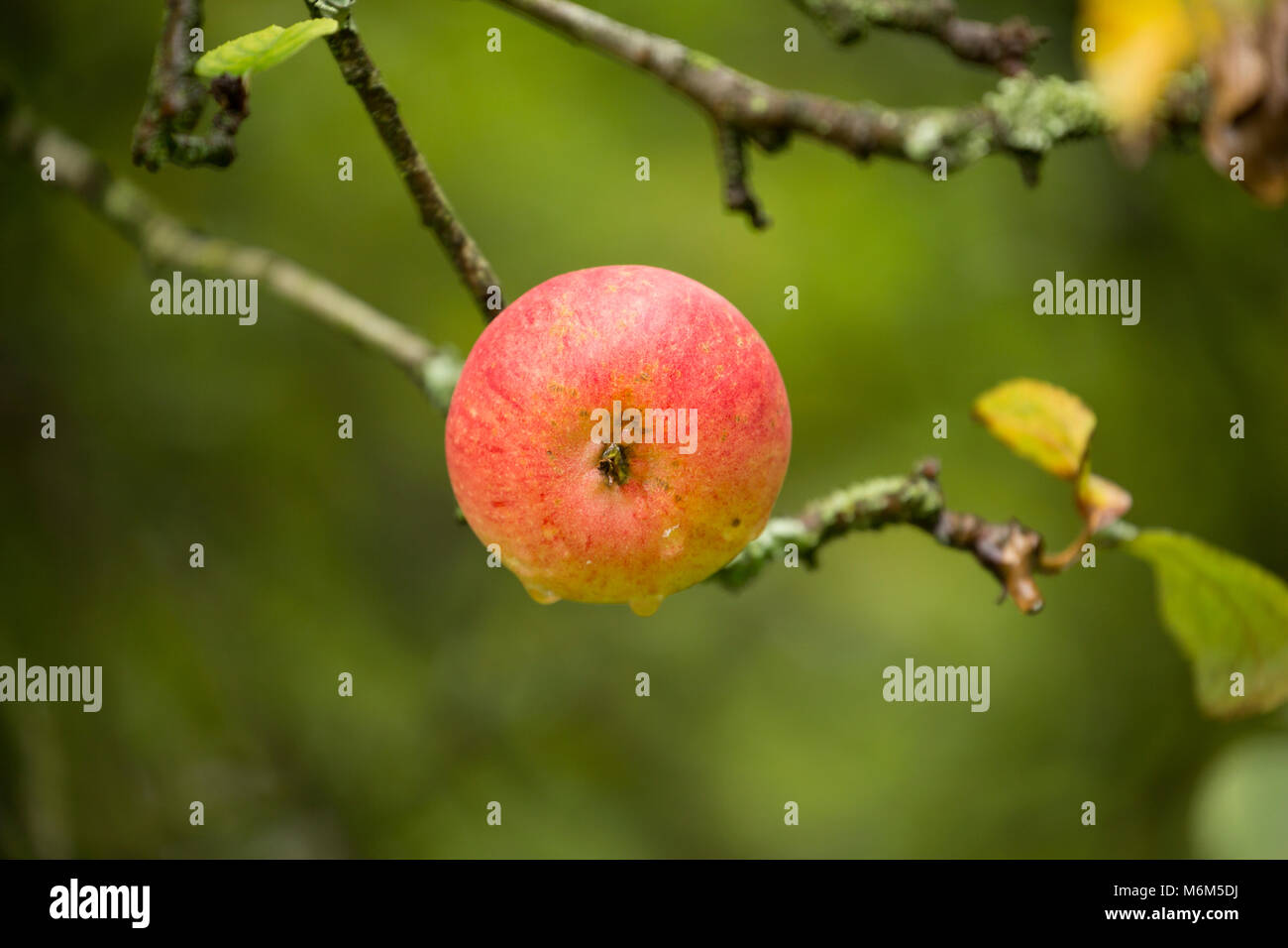 Apple im alten Obstgarten North West England Stockfoto