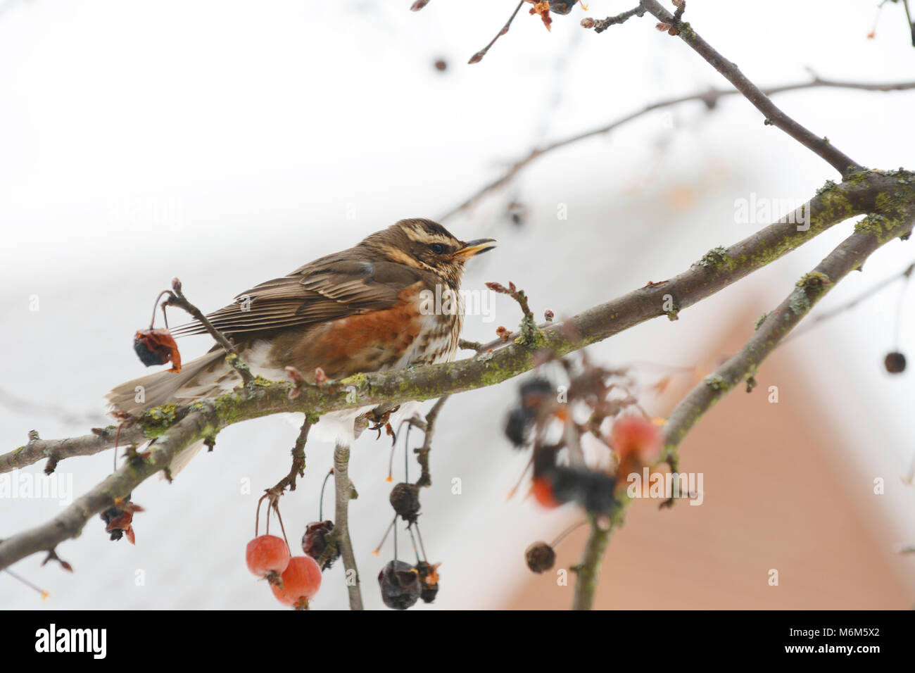 Redwing sitzt auf Zweig von Crab Apple tree unter hängenden Früchte, ihre charakteristischen roten Gefieder unter seinem Flügel sichtbar Stockfoto