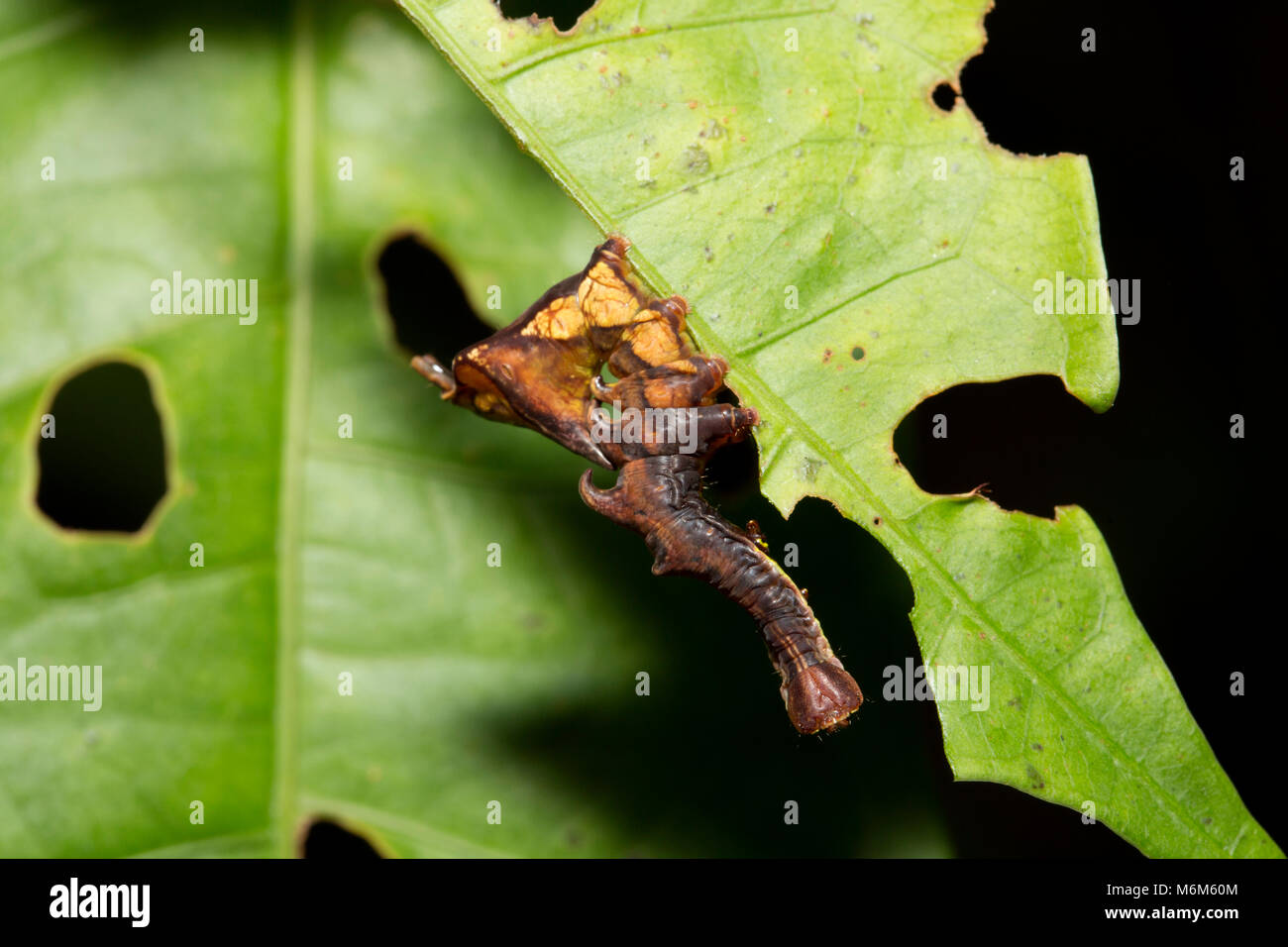 Caterpillar fotografiert im Dschungel von Suriname, Südamerika bei Botapassie auf den Suriname Fluss Stockfoto