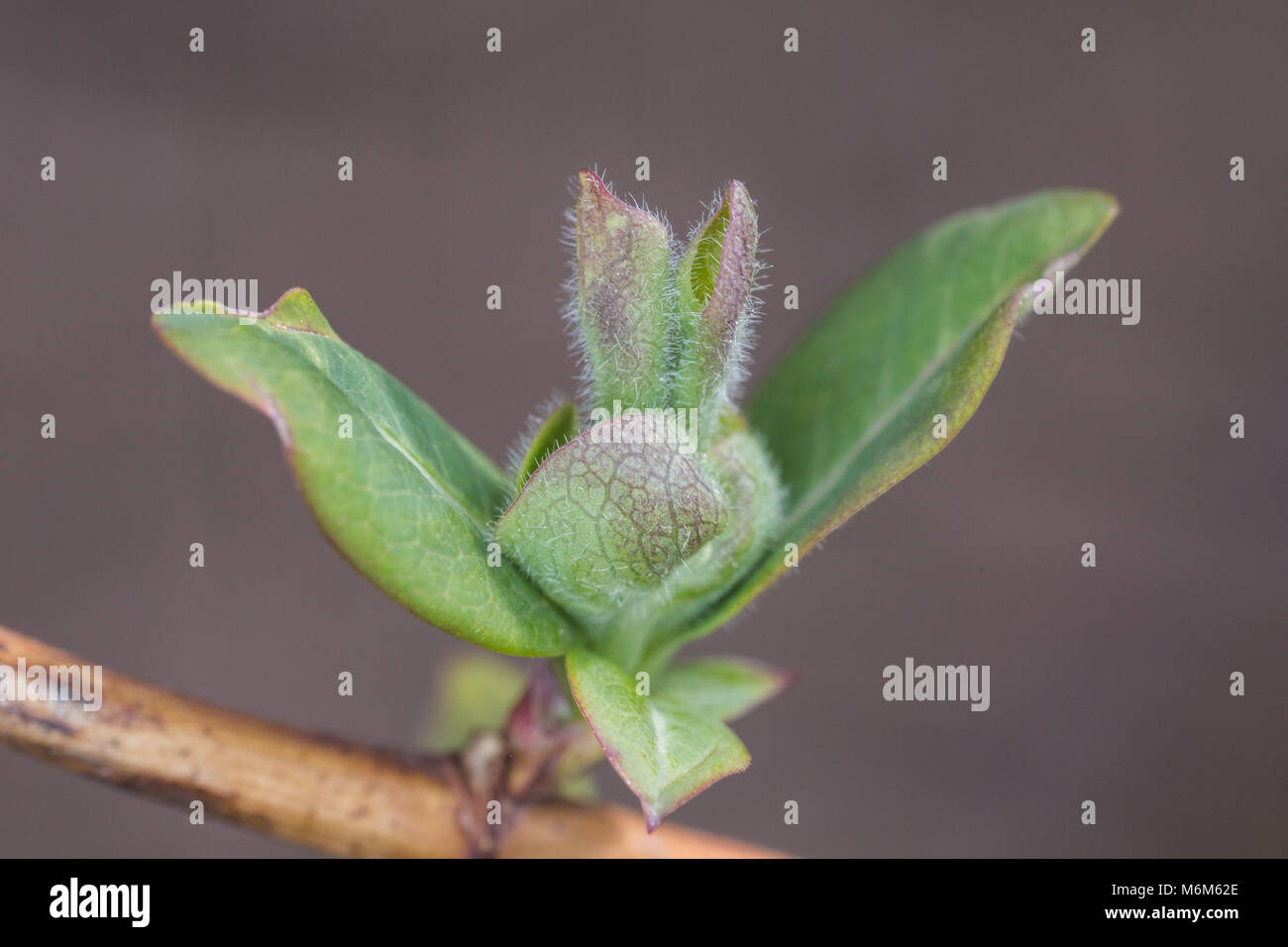 Emerging Laub der Honeysuckle, Lonicera periclymenum Graham Thomas im Frühjahr Stockfoto Emerging Laub der Honeysuckle, Lonicera periclymenum Graham Thomas im Frühjahr Stockfoto