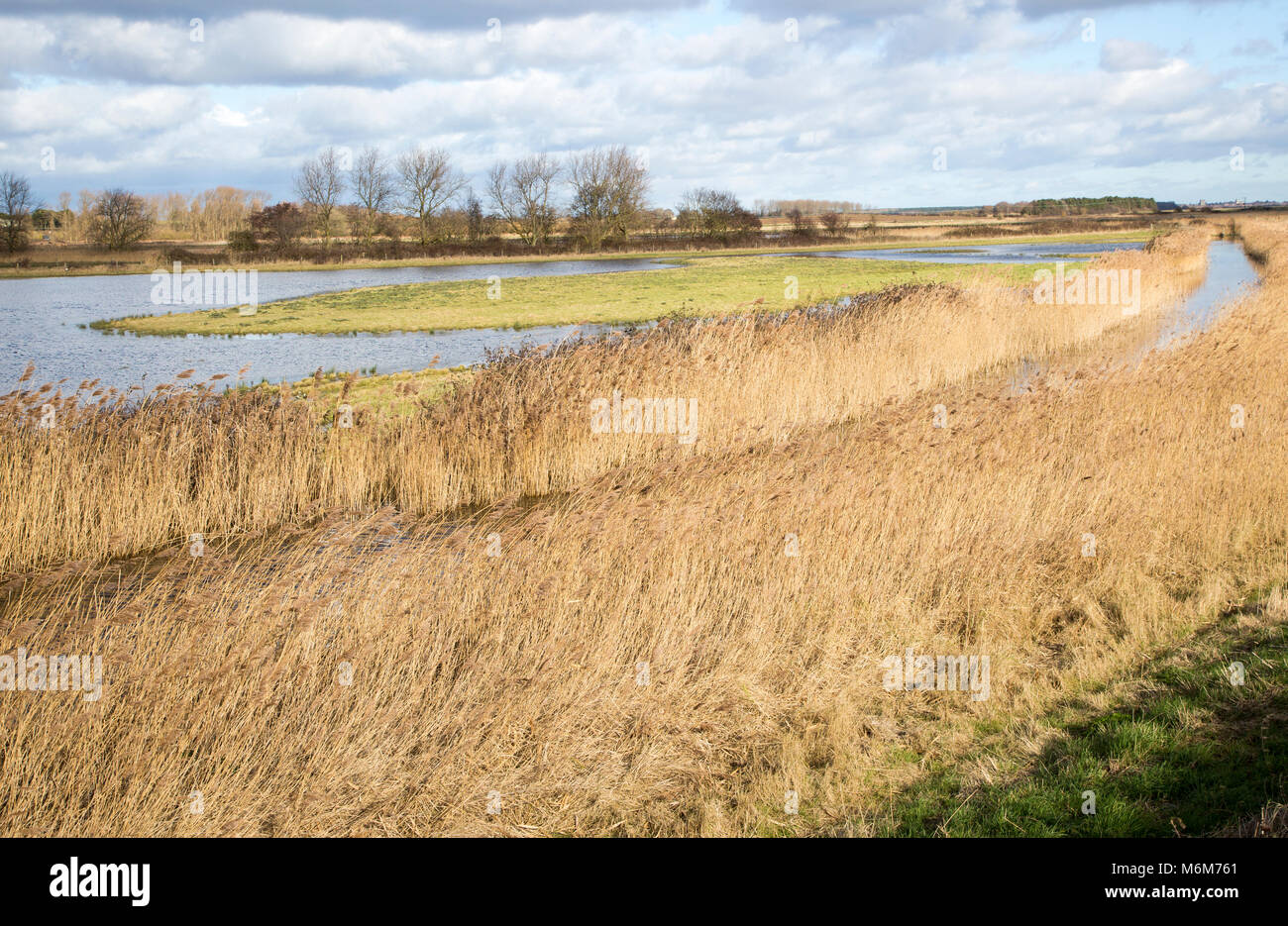Feuchtgebiet Tiefland Sümpfe Landschaft, Hollesley Bay, Suffolk, England, Großbritannien Stockfoto