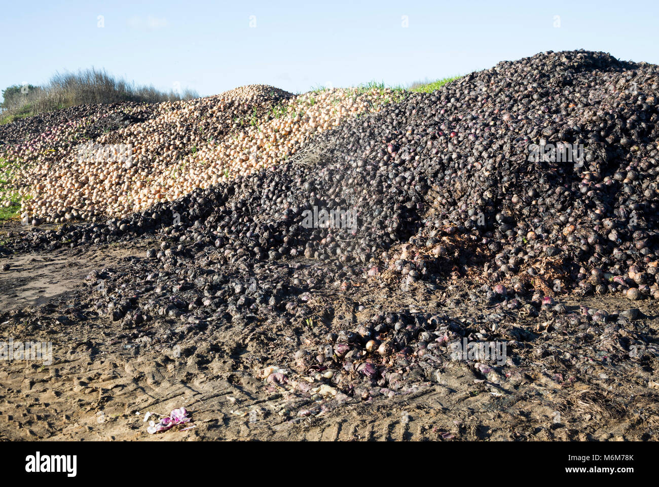 Zwiebeln Verrotten auf dem Bauernhof Halde, Suffolk, England, Großbritannien Stockfoto