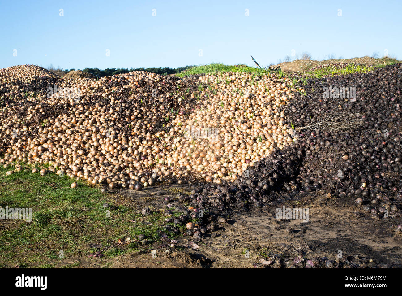 Zwiebeln Verrotten auf dem Bauernhof Halde, Suffolk, England, Großbritannien Stockfoto