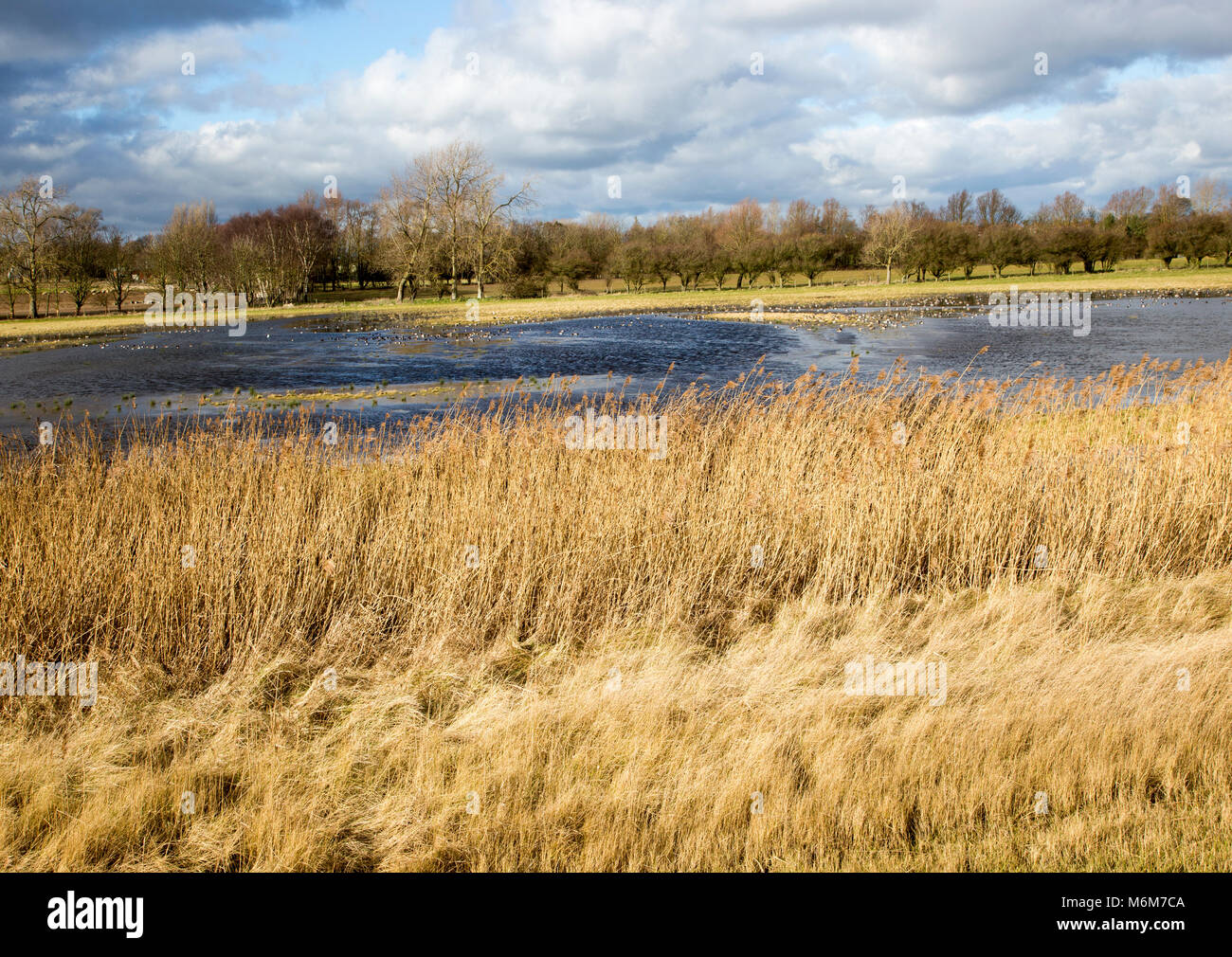 Feuchtgebiet Tiefland Sümpfe Landschaft, Hollesley Bay, Suffolk, England, Großbritannien Stockfoto