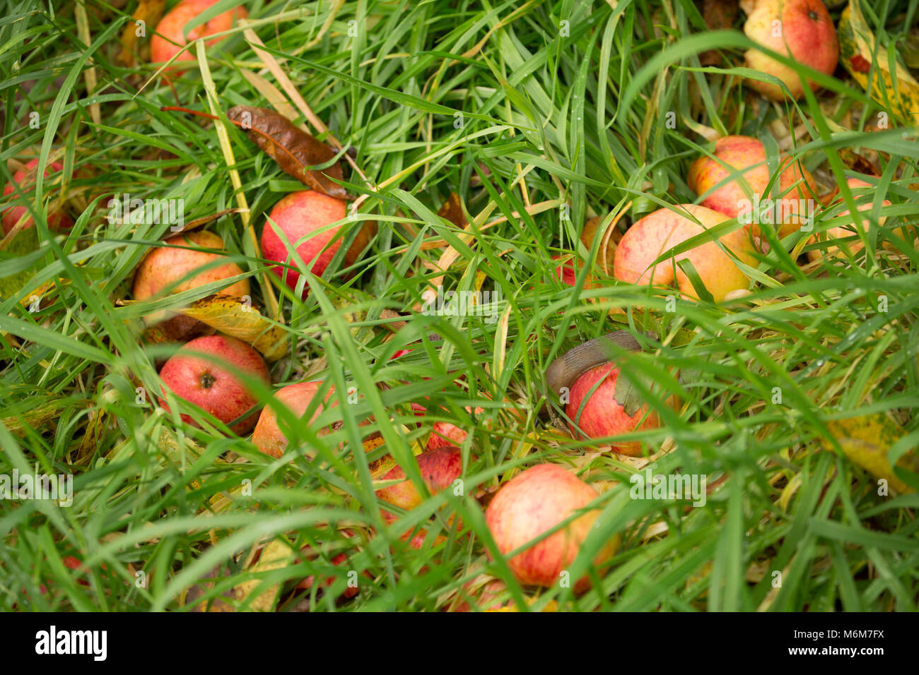 Windschlag Äpfel in einem alten Obstgarten, Lancashire, England North West England GB Stockfoto
