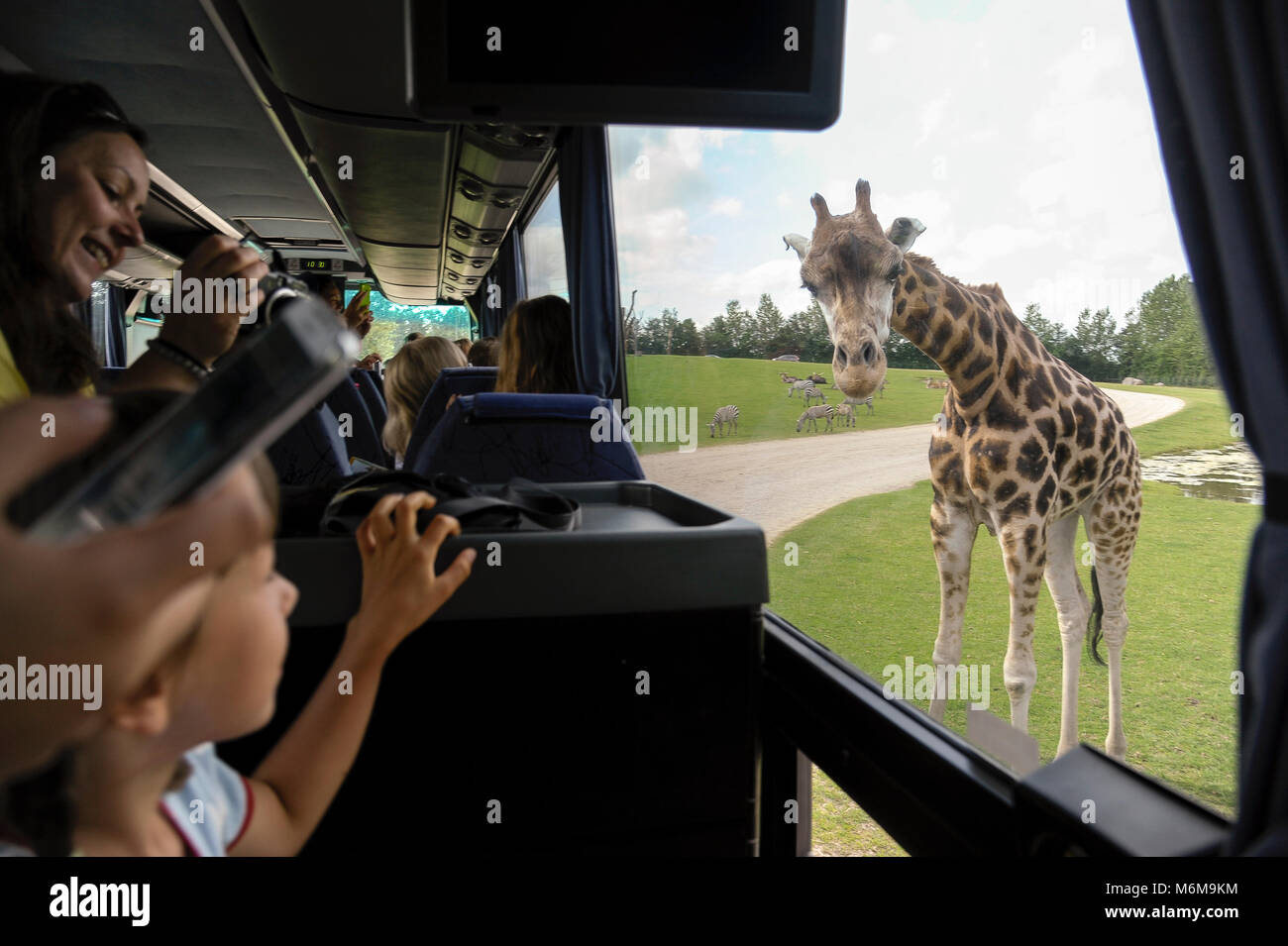 Baringo Giraffe (Giraffa Camelopardalis victoriae) im Löwenpark in Givskud, Dänemark. August 2015, ist ein Zoo und Safari Park wurde 1969 eröffnet als Stockfoto