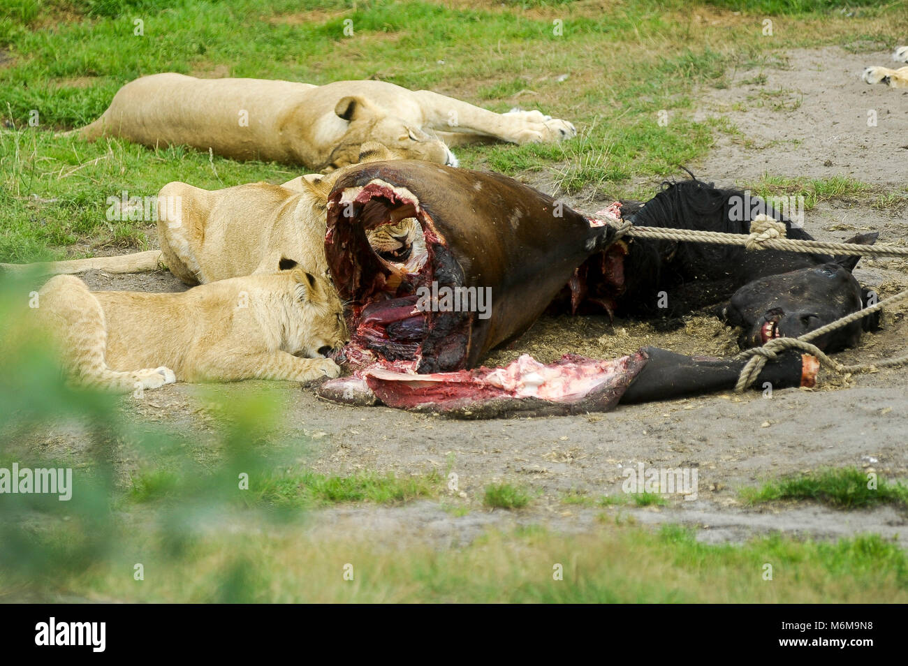 Löwe (Panthera leo) im Löwenpark in Givskud, Dänemark. August 2015, ist ein Zoo und Safari Park wurde 1969 eröffnet als Løveparken (Lion Park) nur mit Stockfoto