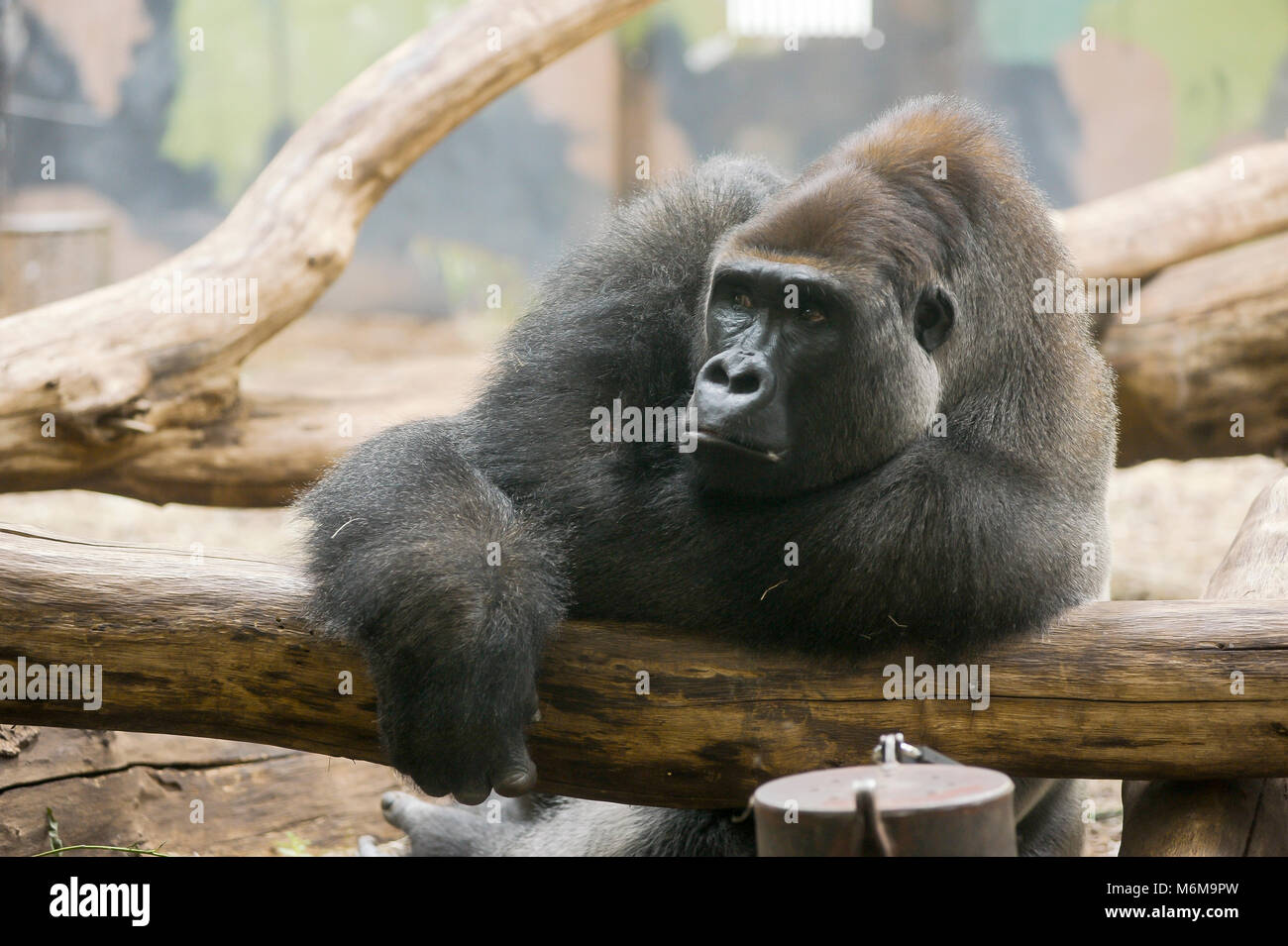 Westlicher Flachlandgorilla (Gorilla gorilla Gorilla) im Löwenpark in Givskud, Dänemark. August 2015, ist ein Zoo und Safari Park wurde 1969 eröffnet als in einer Konzentration Stockfoto