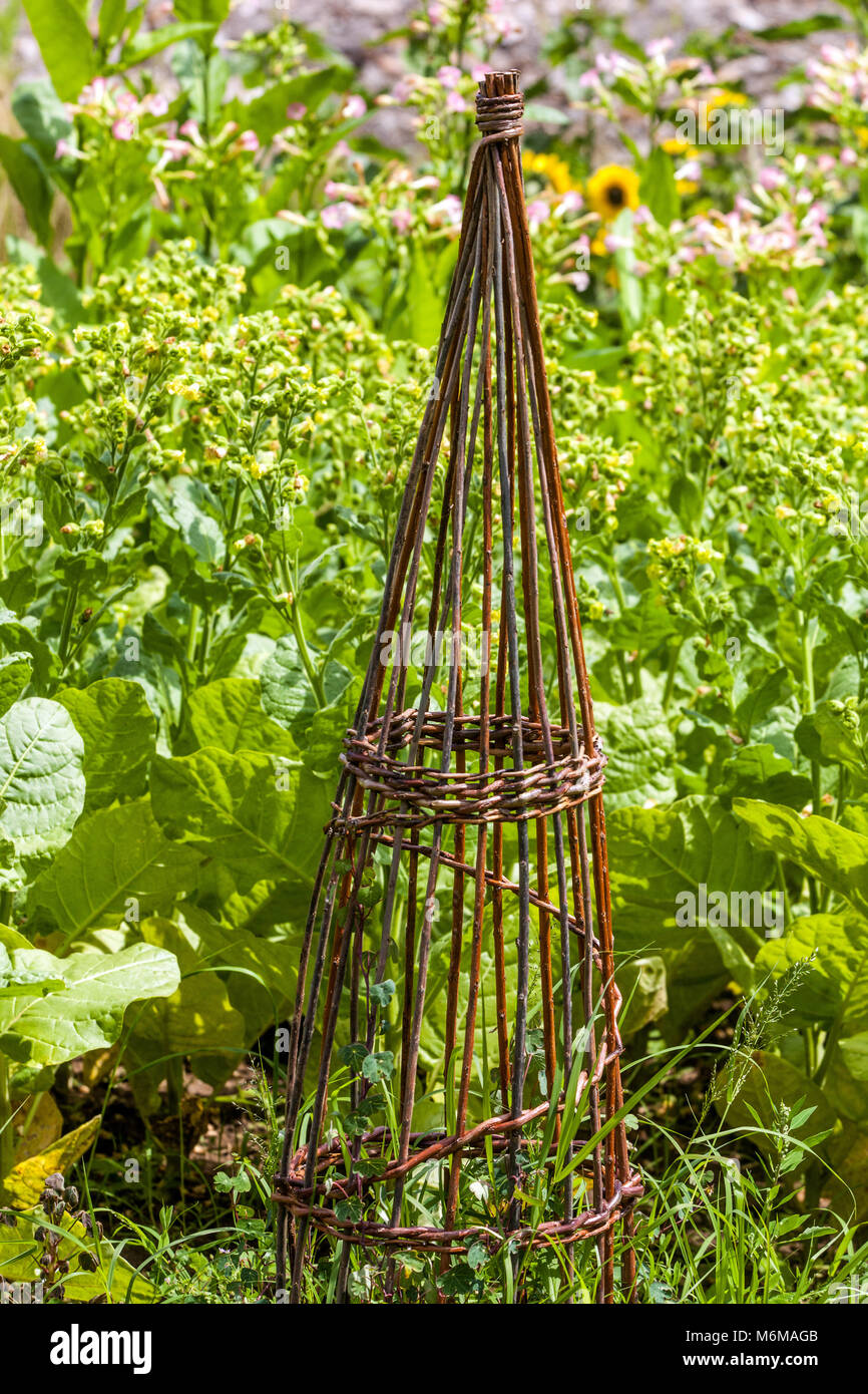 Gemeinsame Bohnen, Phaseolus vulgaris wächst an wicker Unterstützung für Pflanzen im Gemüsegarten Stockfoto