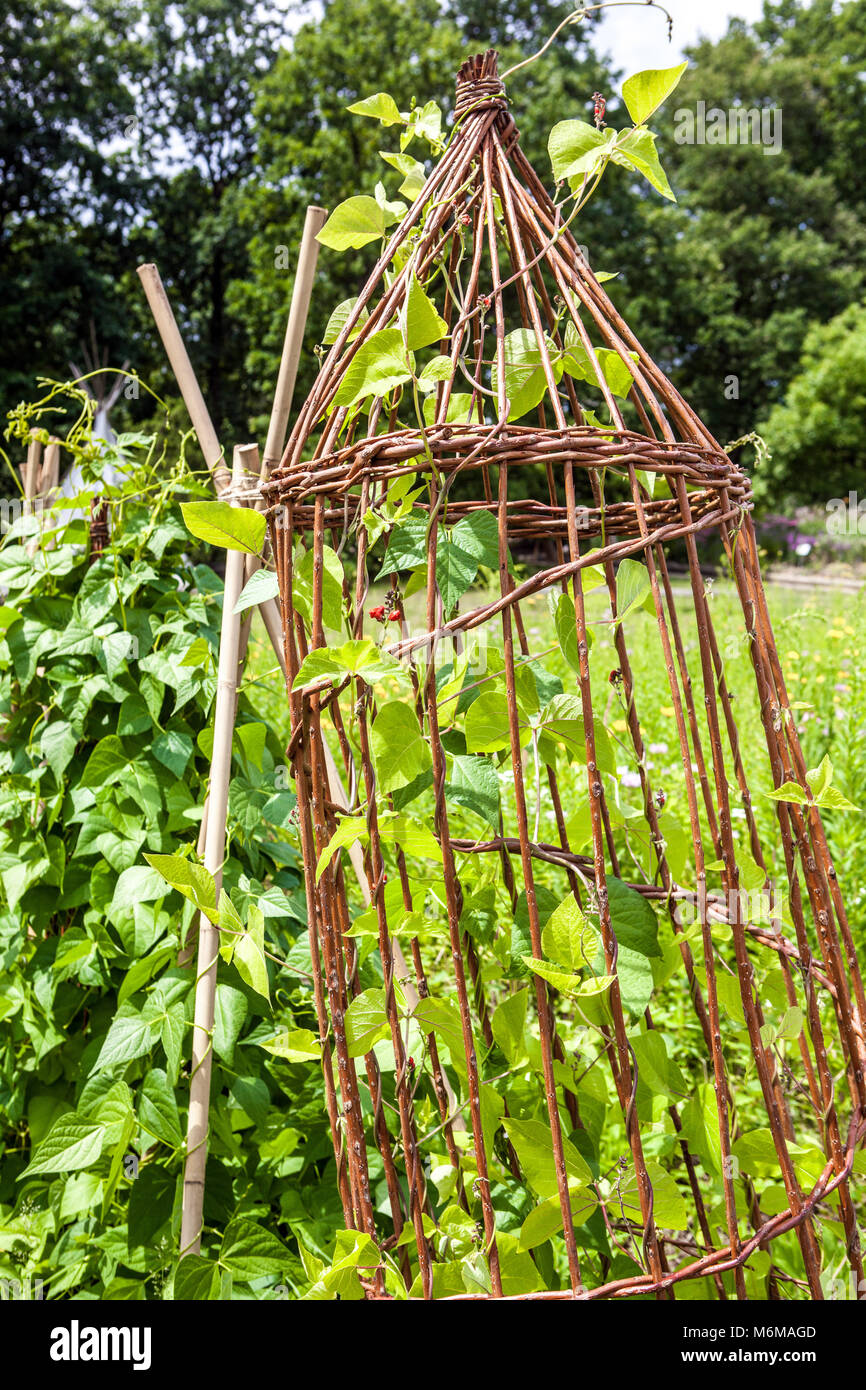 Gemeinsame Bohnen, Phaseolus vulgaris wächst an wicker Unterstützung für Pflanzen im Gemüsegarten Stockfoto