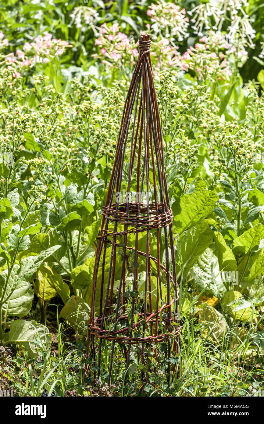Gemeinsame Bohnen, Phaseolus vulgaris wächst an wicker Unterstützung für Pflanzen im Gemüsegarten Stockfoto