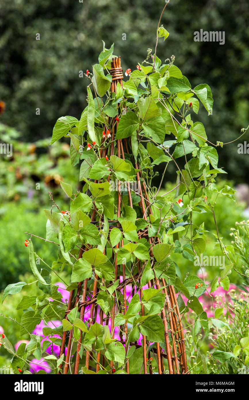 Gewöhnliche Bohnen, Phaseolus vulgaris, die auf Weidenstütze für Pflanzen im Gemüsegarten wachsen, Weidenbergsteiger-Garten Stockfoto