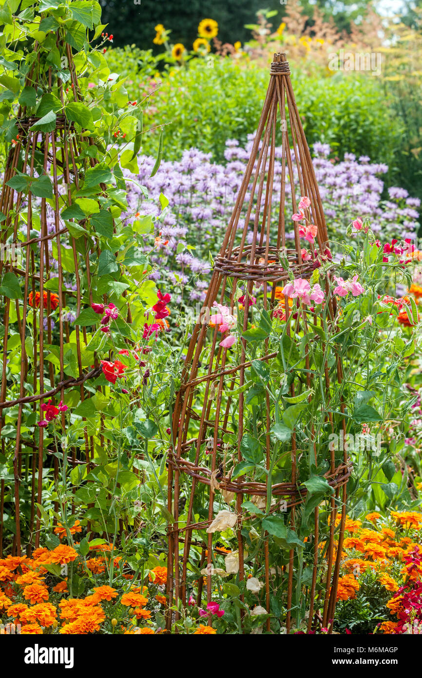 Gewöhnliche Bohnen Phaseolus vulgaris Anbau Weidenstütze für Pflanzen bunter Permakultur Garten verschiedene Pflanzen Blumen in einem Kleingartengarten Stockfoto