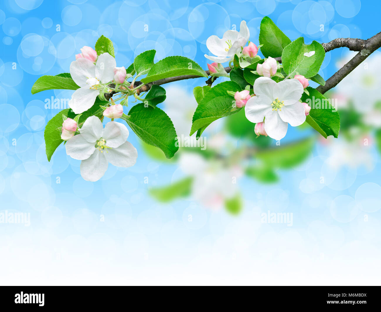Frühjahr apple Zweig mit Blüten. Blühender Apfelbaum Detail über glänzende blaue Himmel Hintergrund mit Freistellungspfad, Ecke design Element Stockfoto