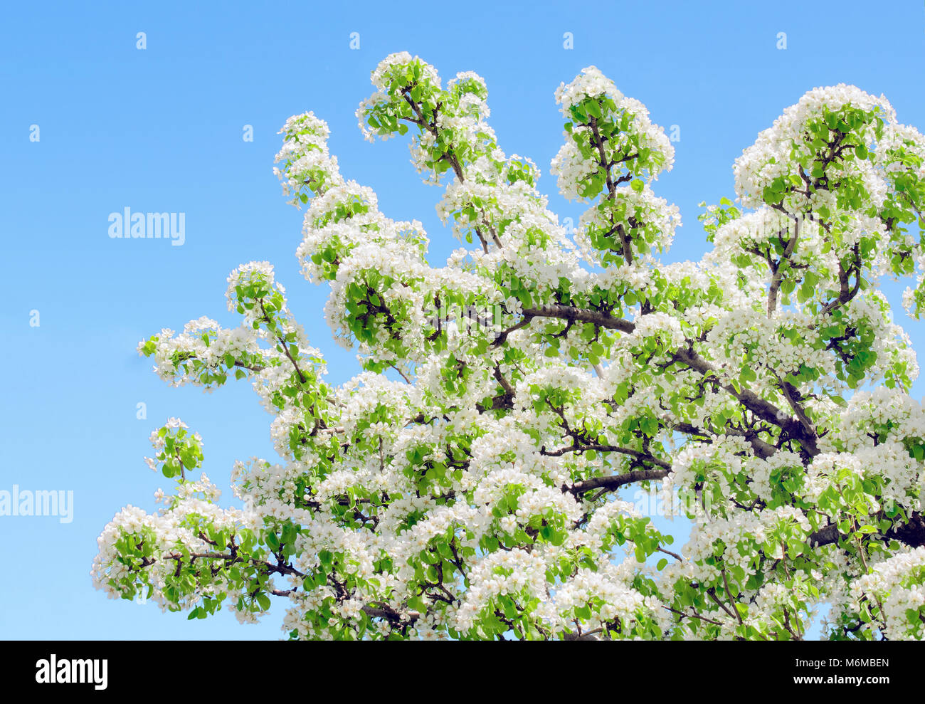 Apple Tree im Frühjahr mit Niederlassungen voller Blumen über klaren, blauen Himmel Hintergrund, unteren Ecke design Element Stockfoto