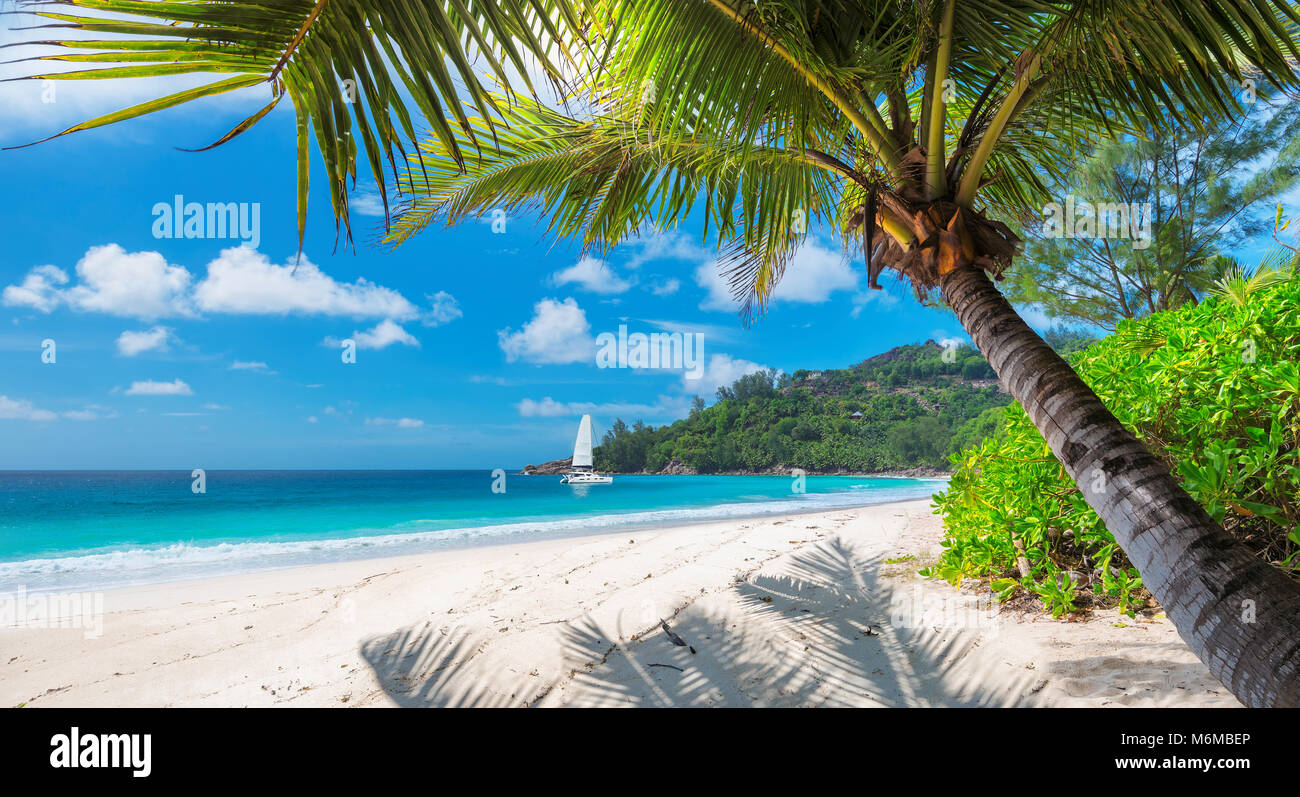 Tropischer Strand mit Palmen und ein Segelboot im Meer Stockfoto