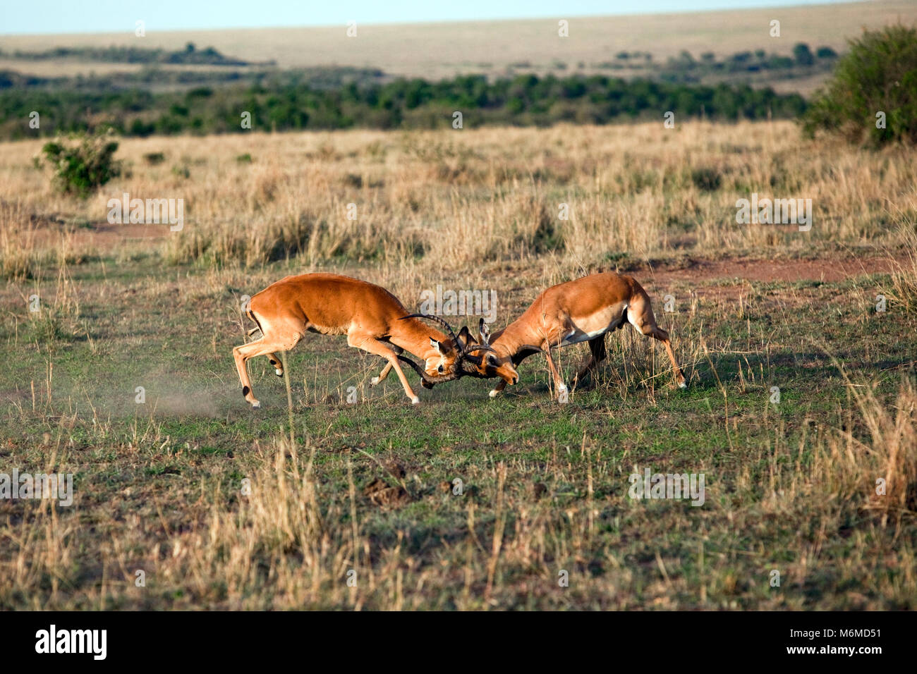 Zwei männliche Impalas kämpfen in der Masai Mara Stockfoto