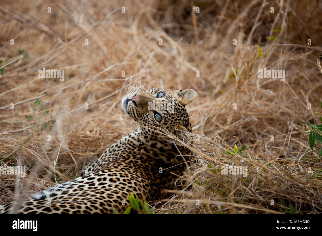 Leopard Blick zurück über die Schulter Stockfoto