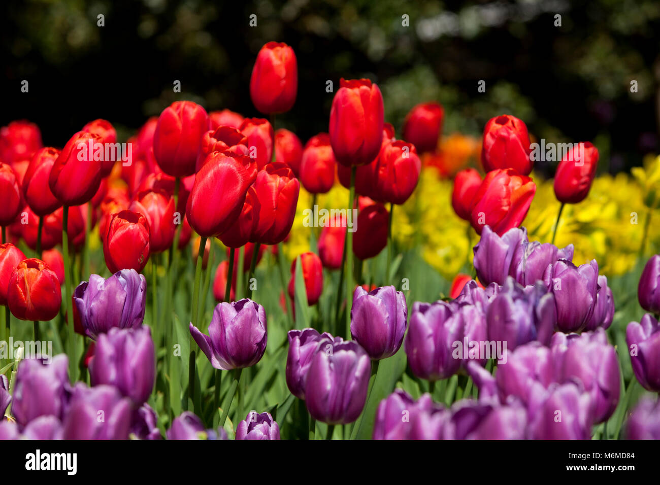Tulpen in voller Blüte im Garten Stockfoto