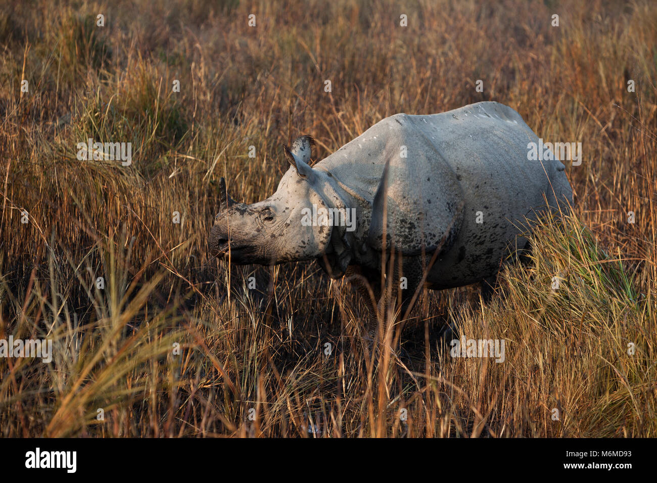 Männliche rhino im Schlamm Stockfoto