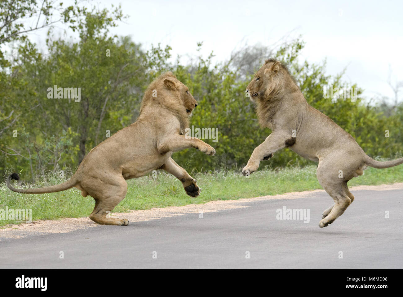 Überwucherte verspielte Kätzchen, Kruger National Park Stockfoto